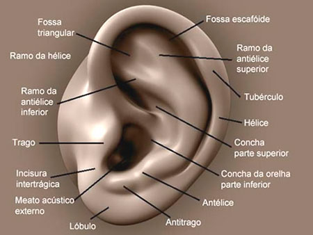 anatomia-orelha